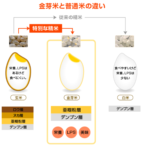 金芽米と普通米の違い