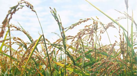 青森県「超プレミアム米」の挑戦
